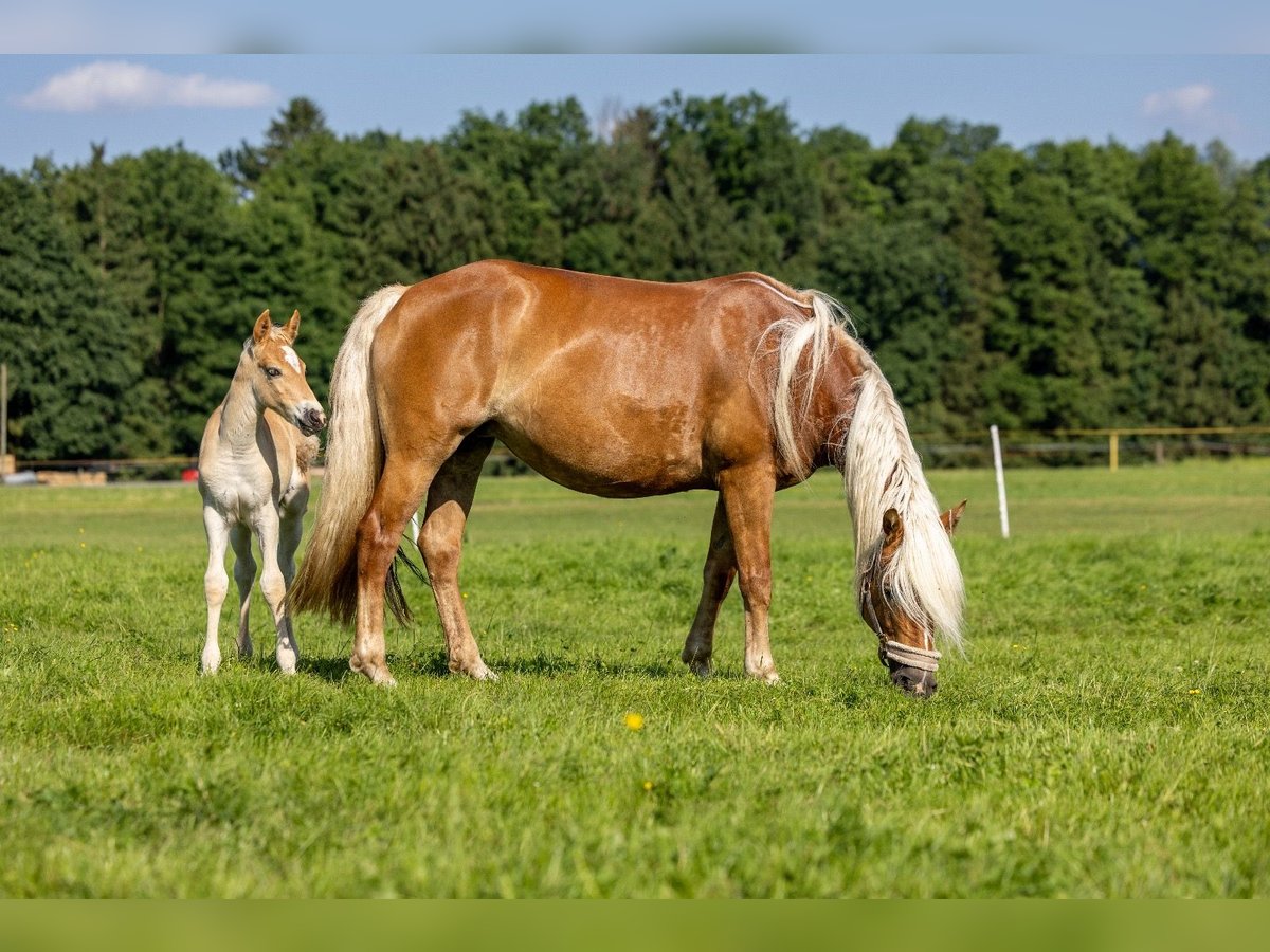 Edelbluthaflinger Semental  150 cm Alazán in Raubling