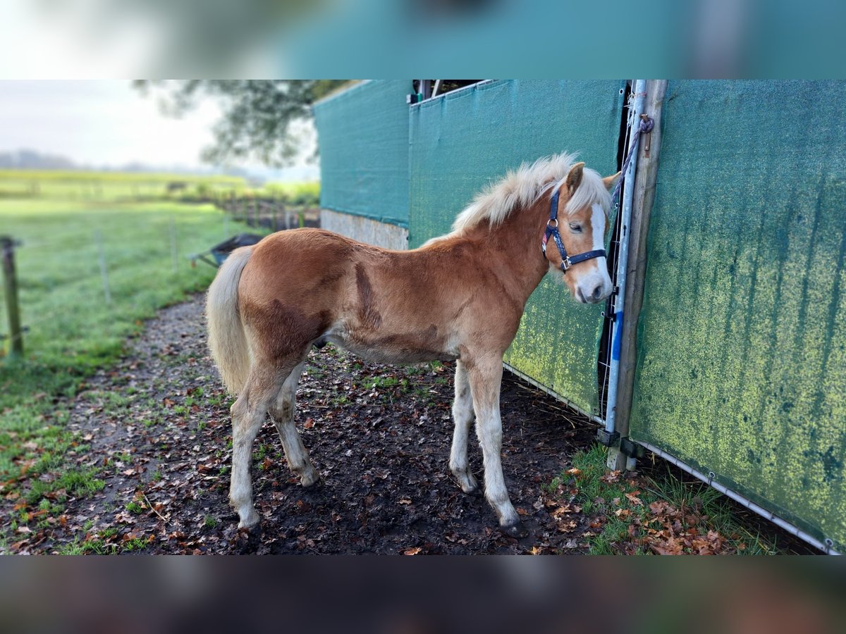 Edelbluthaflinger Semental Potro (05/2024) Alazán in Vreden