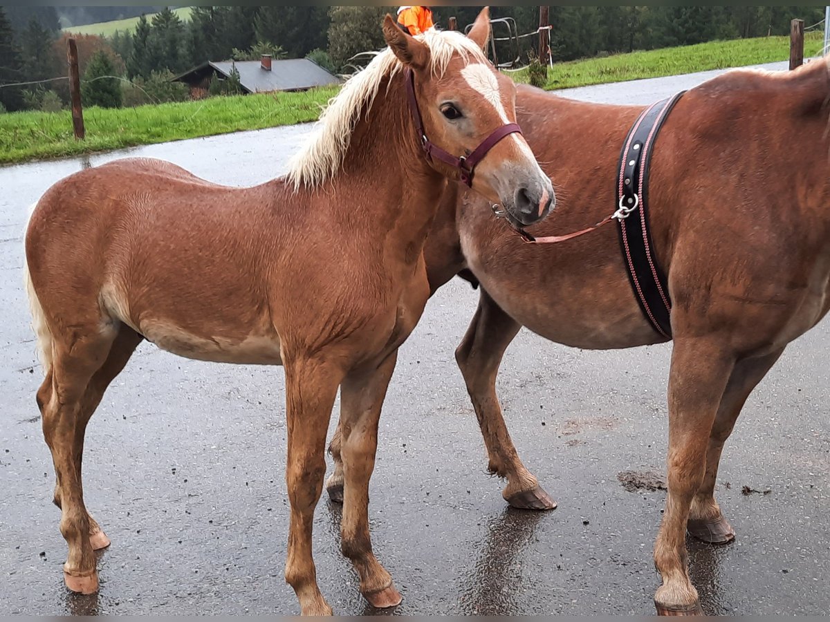 Edelbluthaflinger Stallion 1 year 12,2 hh Chestnut-Red in Rettenberg