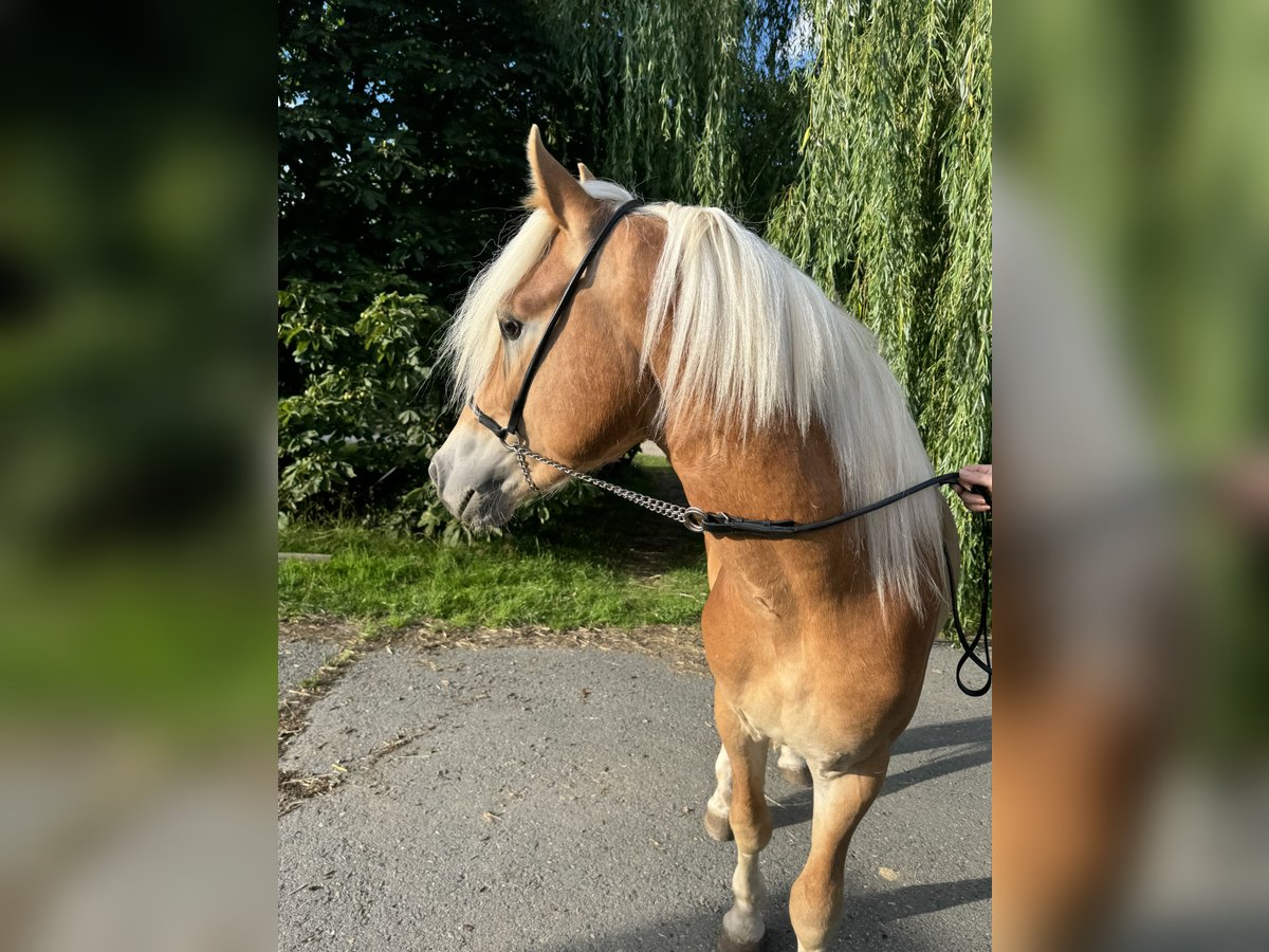 Edelbluthaflinger Stallion 2 years 14,1 hh Chestnut-Red in Erbendorf