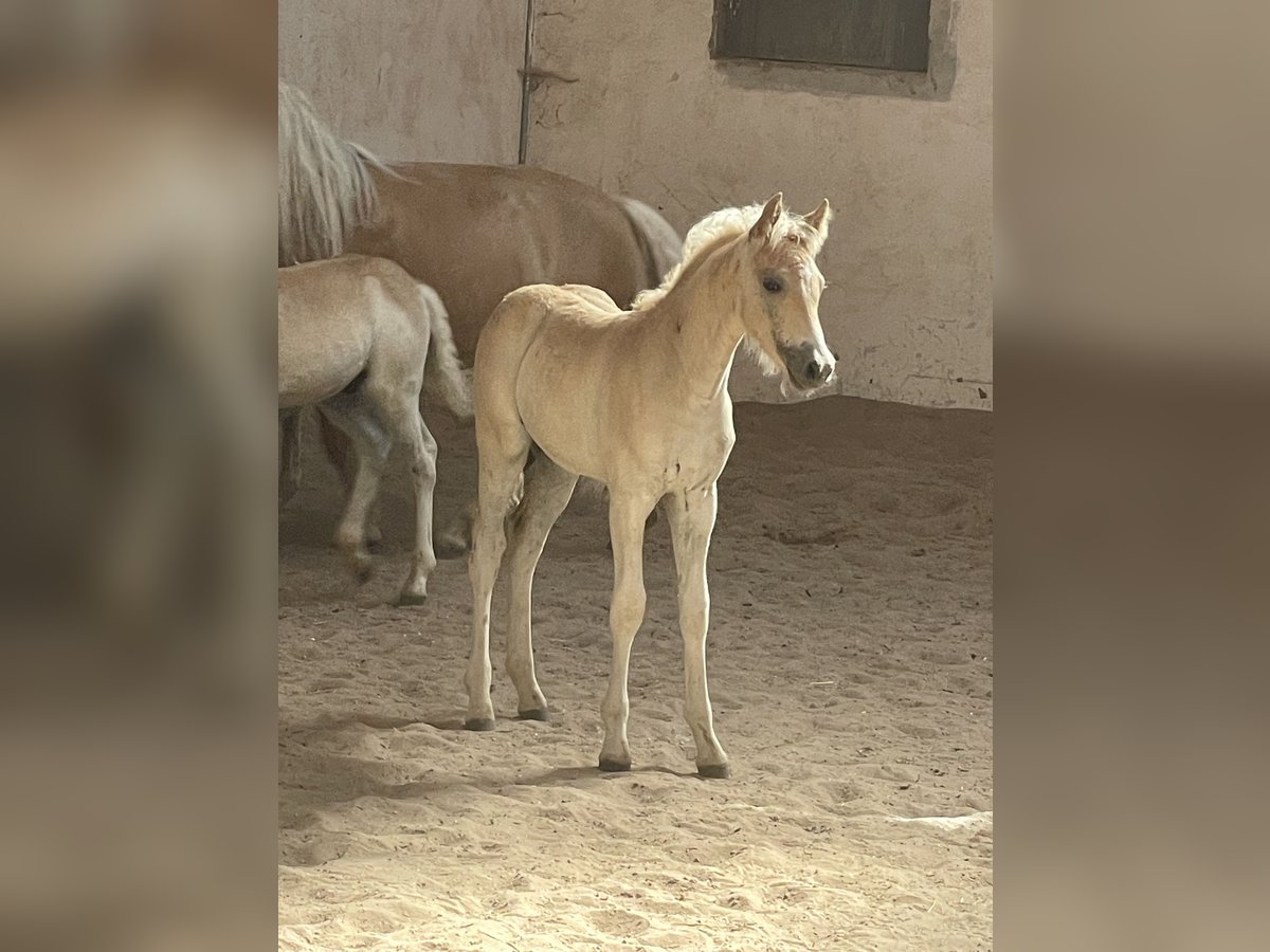Edelbluthaflinger Stallion Foal (04/2025) 14,1 hh Chestnut-Red in Sche&#xDF;litz