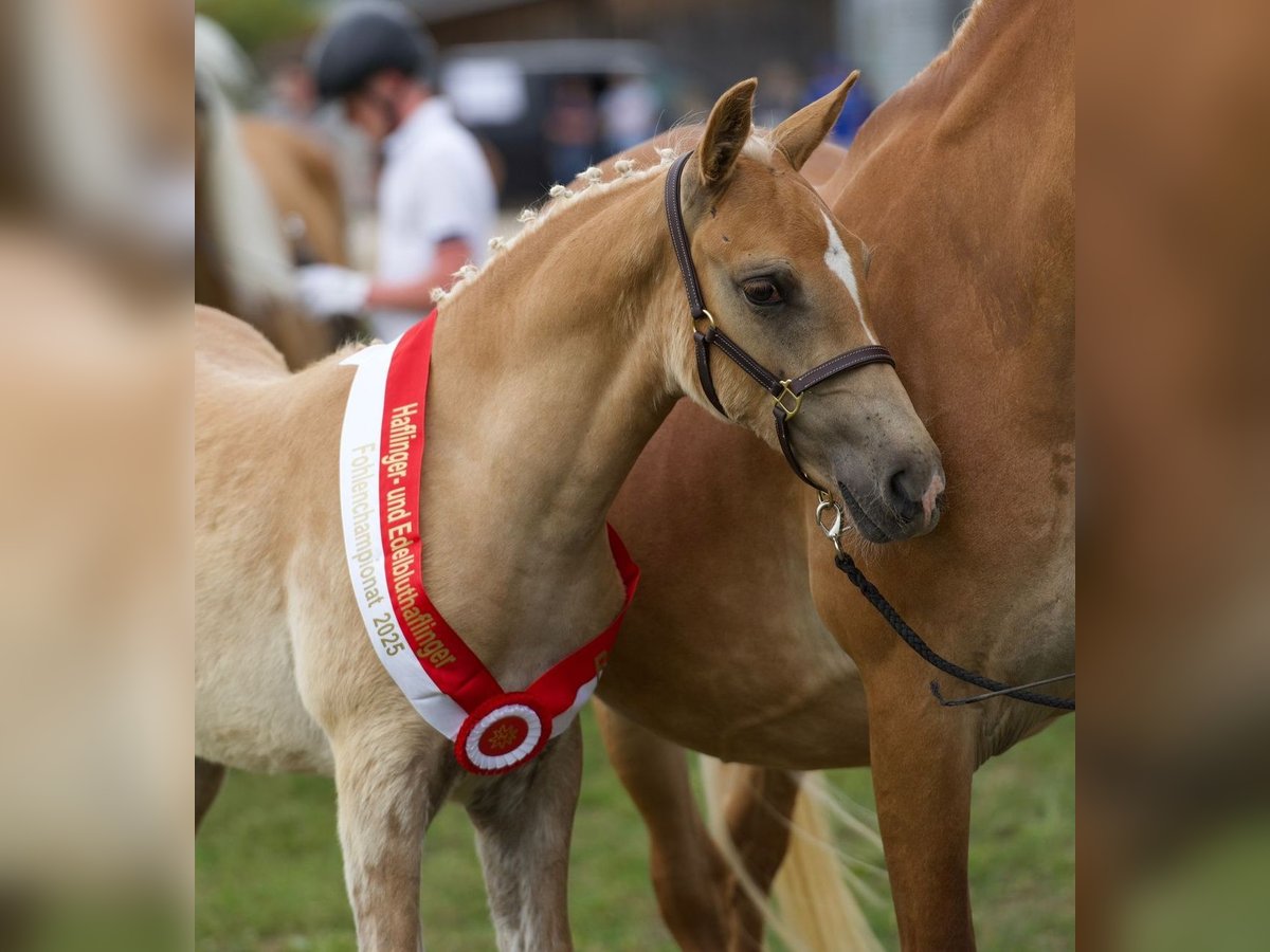 Edelbluthaflinger Stallion Foal (06/2025) 14,2 hh Chestnut-Red in Ebermannsdorf