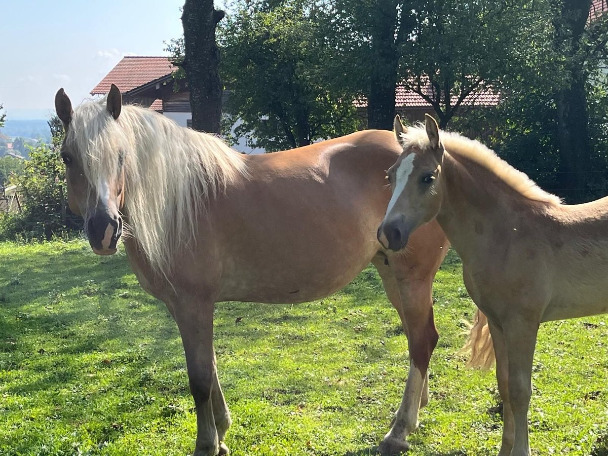 Edelbluthaflinger Stallion Foal (04/2025) Chestnut-Red in Bad Feilnbach