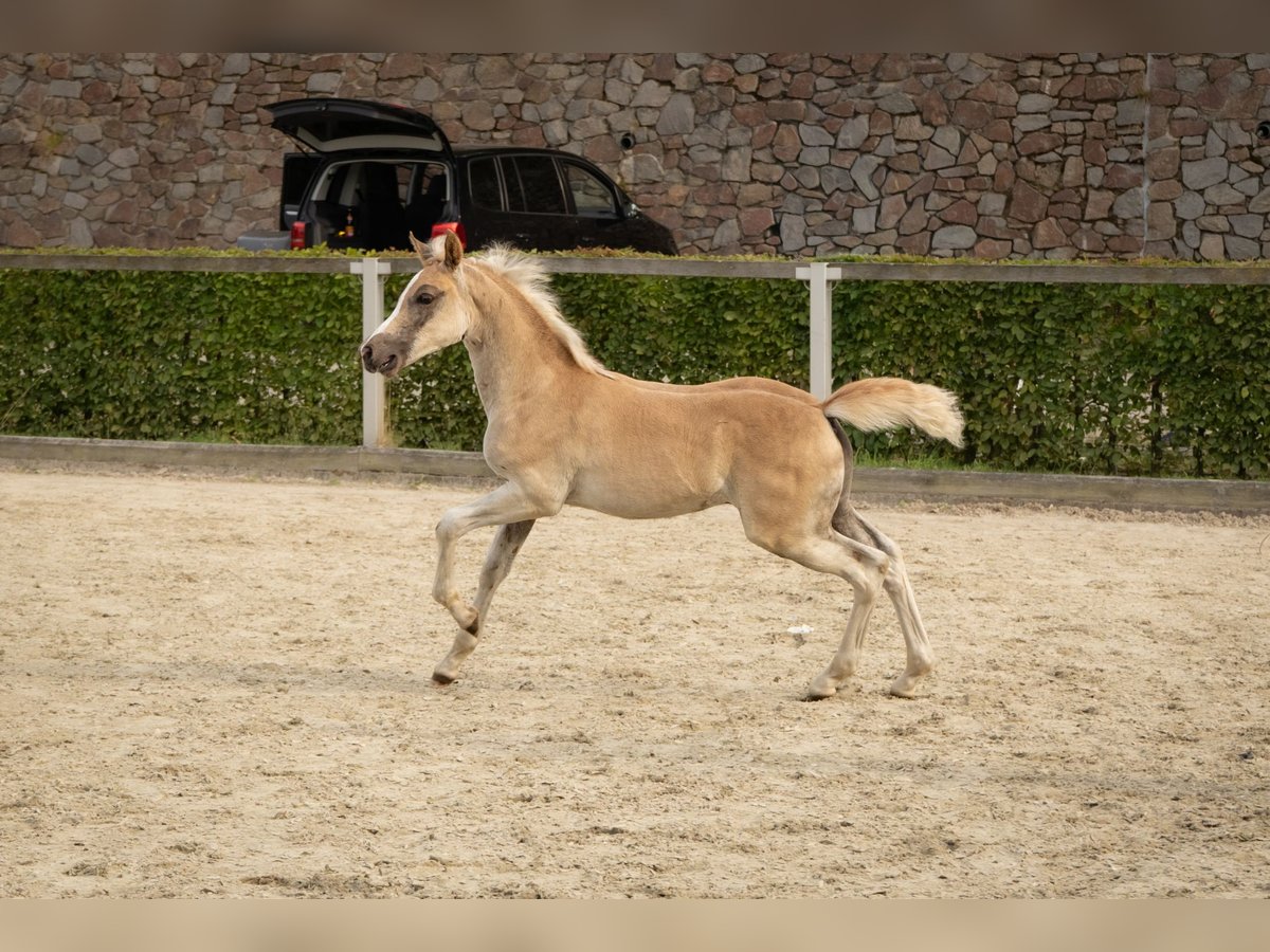 Edelbluthaflinger Stallion Foal (05/2025) Chestnut-Red in Wilthen OT Tautewalde
