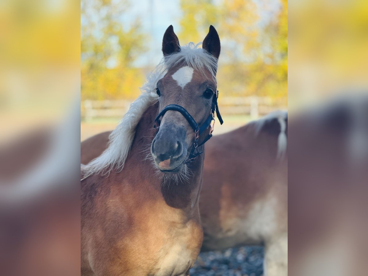 Edelbluthaflinger Stallion Foal (05/2025) Chestnut-Red in Erbendorf