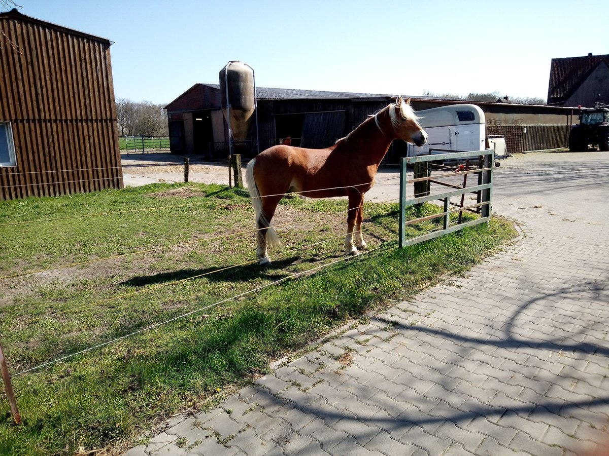 Edelbluthaflinger Stallone in Hamm