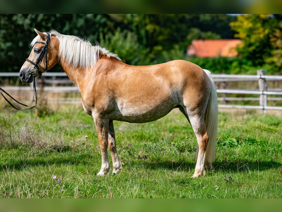 Edelbluthaflinger, Stute in Schretstaken