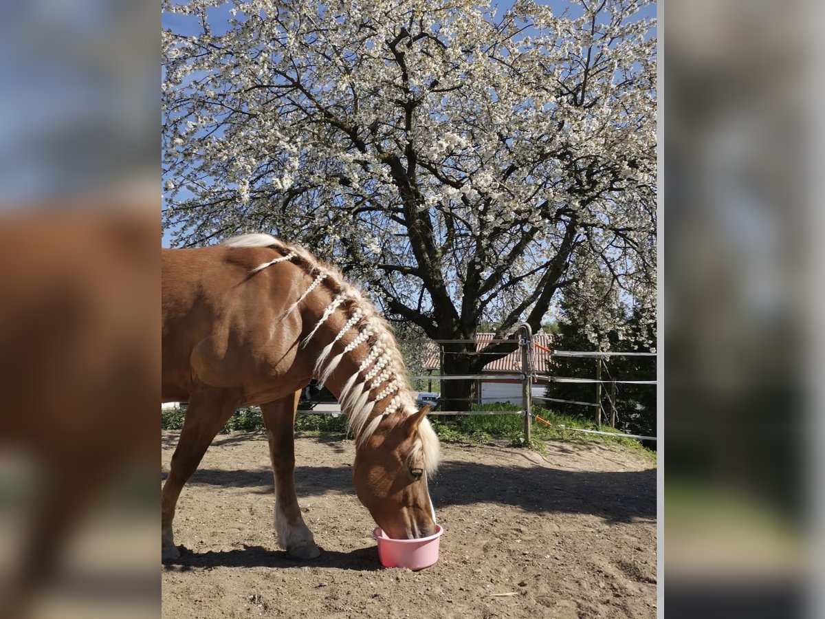 Edelbluthaflinger Stute 16 Jahre 143 cm Fuchs in Mainz