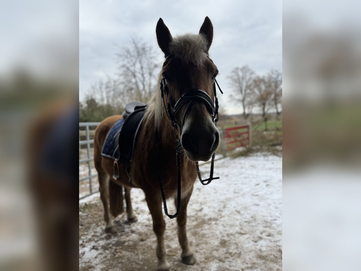 Edelbluthaflinger Stute 18 Jahre 152 cm in Vorbeck