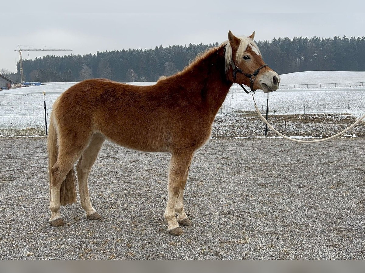 Edelbluthaflinger Stute 3 Jahre 144 cm in Ingenried