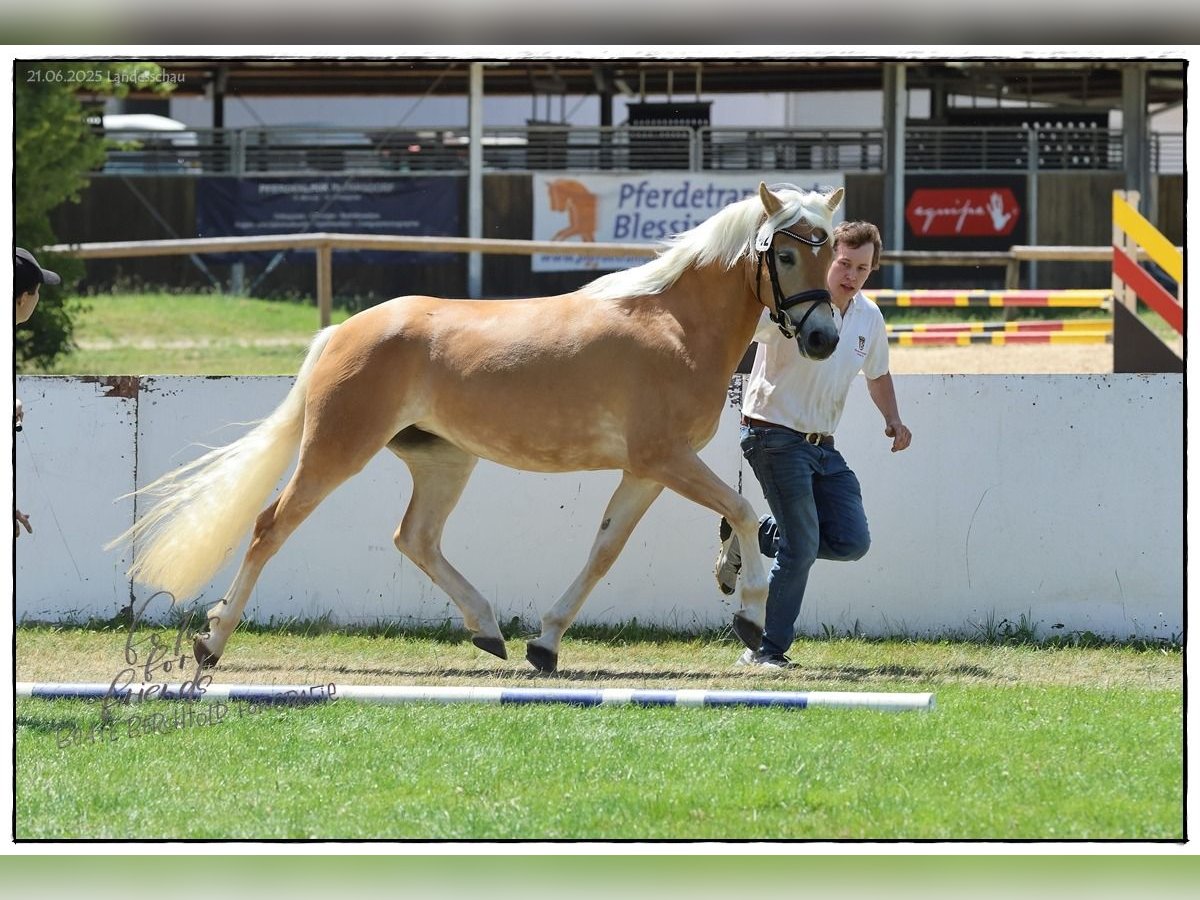 Edelbluthaflinger Stute 3 Jahre 148 cm Fuchs in Jengen