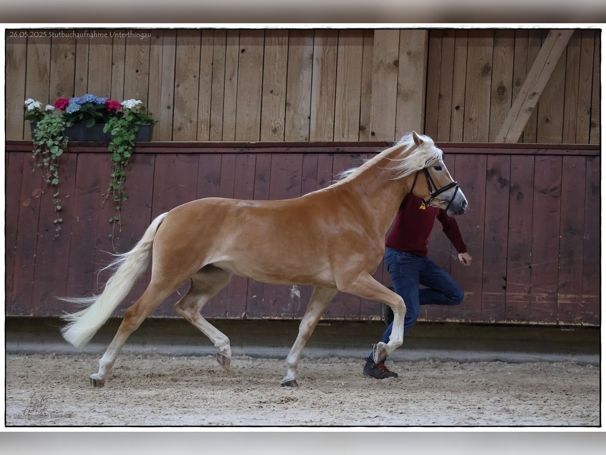 Edelbluthaflinger Stute 3 Jahre 149 cm Fuchs in Dillingen an der Donau
