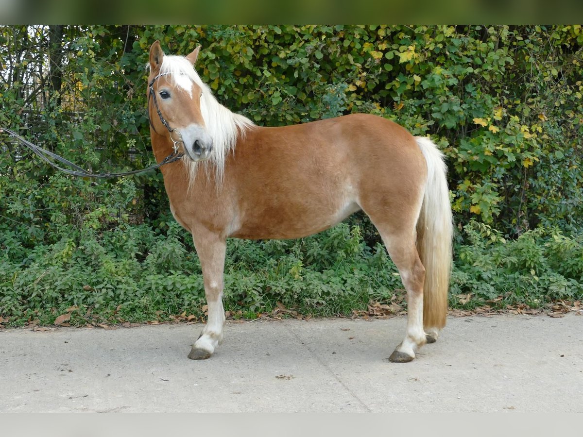 Edelbluthaflinger Stute 5 Jahre 141 cm Palomino in Scheßlitz