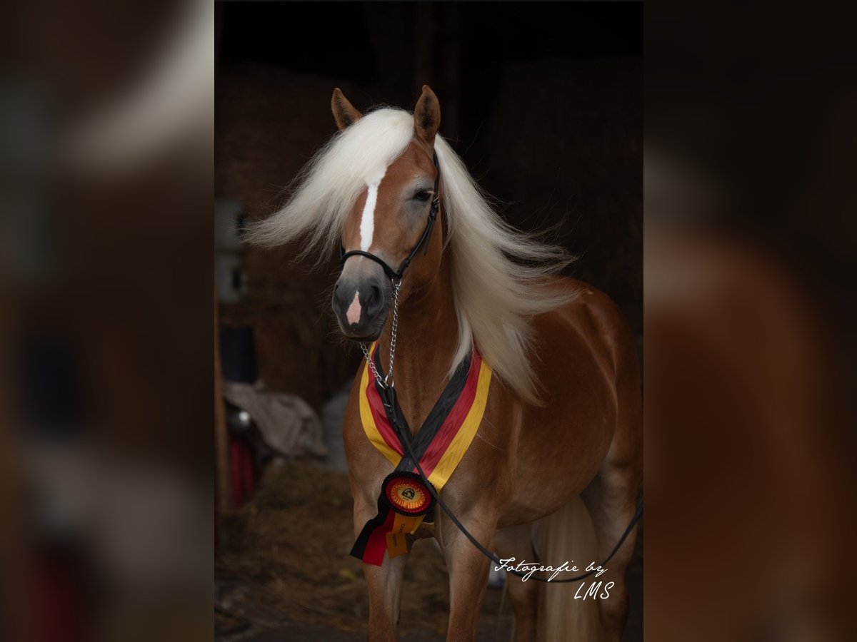 Edelbluthaflinger Stute 6 Jahre 148 cm Fuchs in Bayreuth