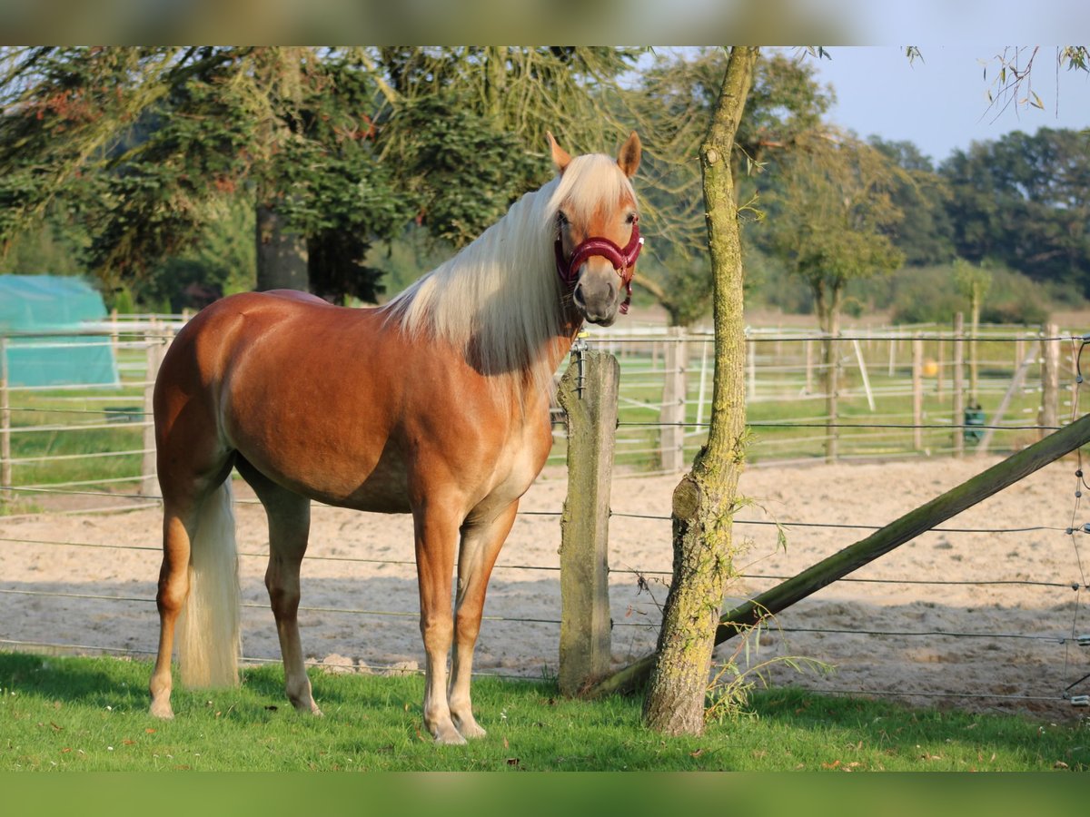 Edelbluthaflinger Stute 7 Jahre 150 cm Fuchs in Heemsen
