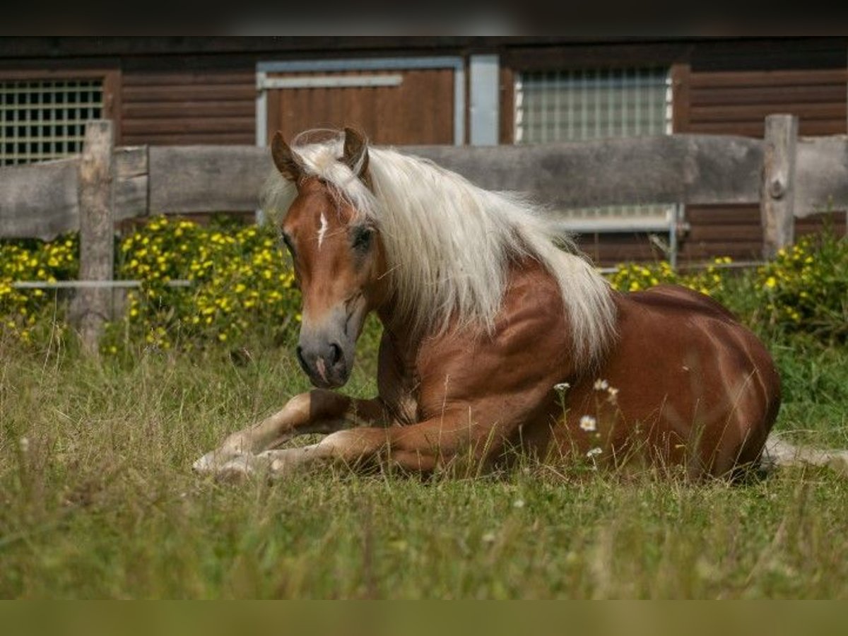 Edelbluthaflinger Stute 7 Jahre 152 cm Fuchs in Bremen