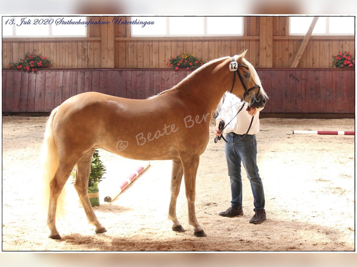 Edelbluthaflinger Stute 8 Jahre 147 cm in Waidhofen