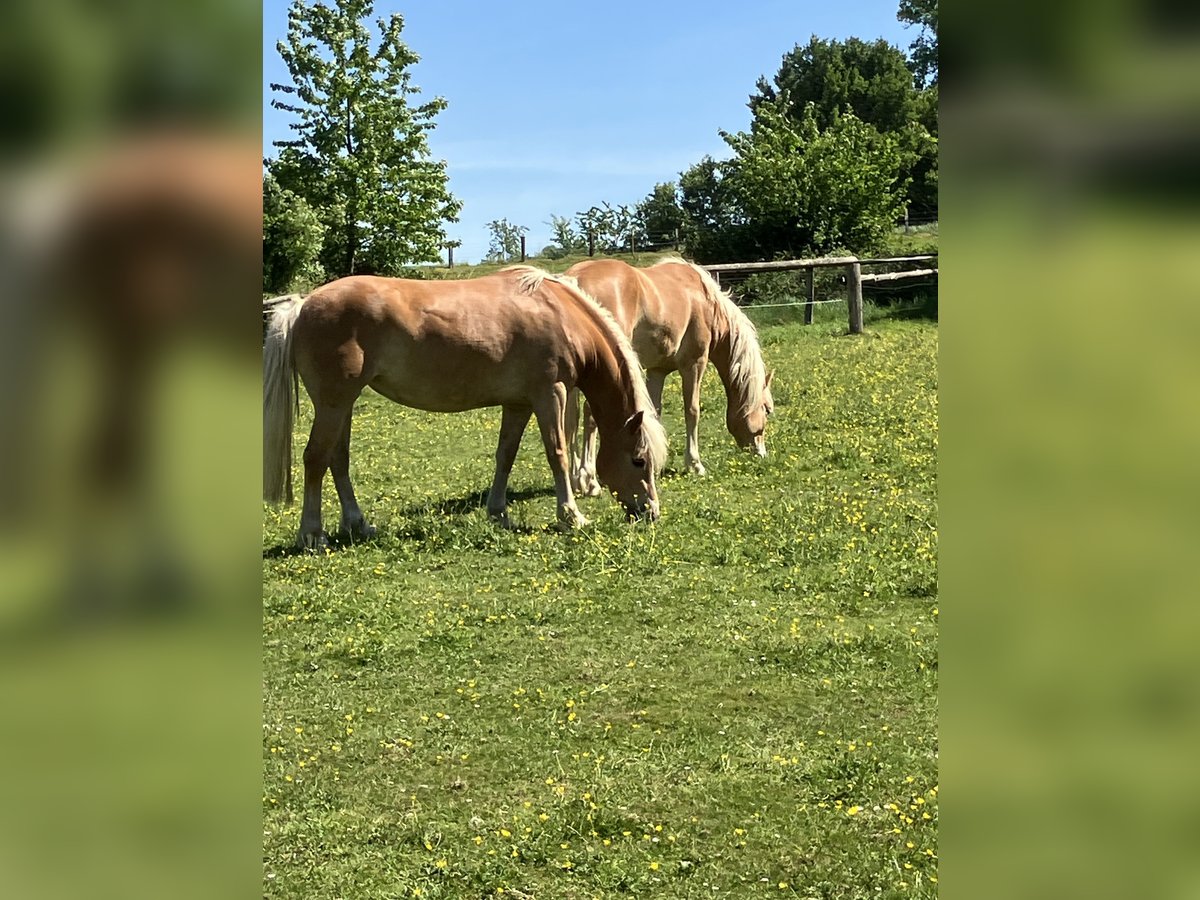 Edelbluthaflinger Stute 8 Jahre 150 cm Dunkelfuchs in Lienen
