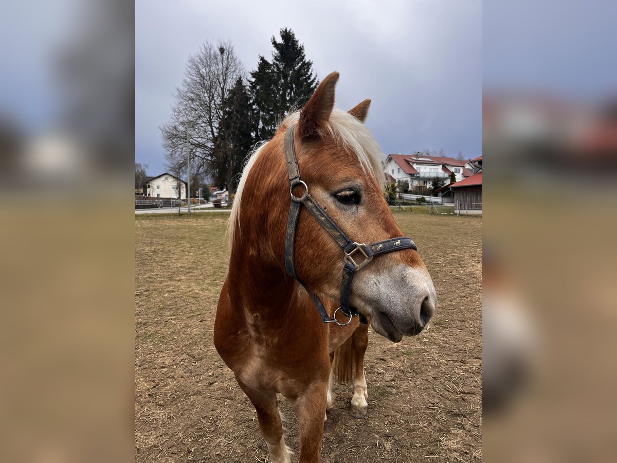 Edelbluthaflinger Wałach 3 lat 148 cm Kasztanowata in Tussenhausen
