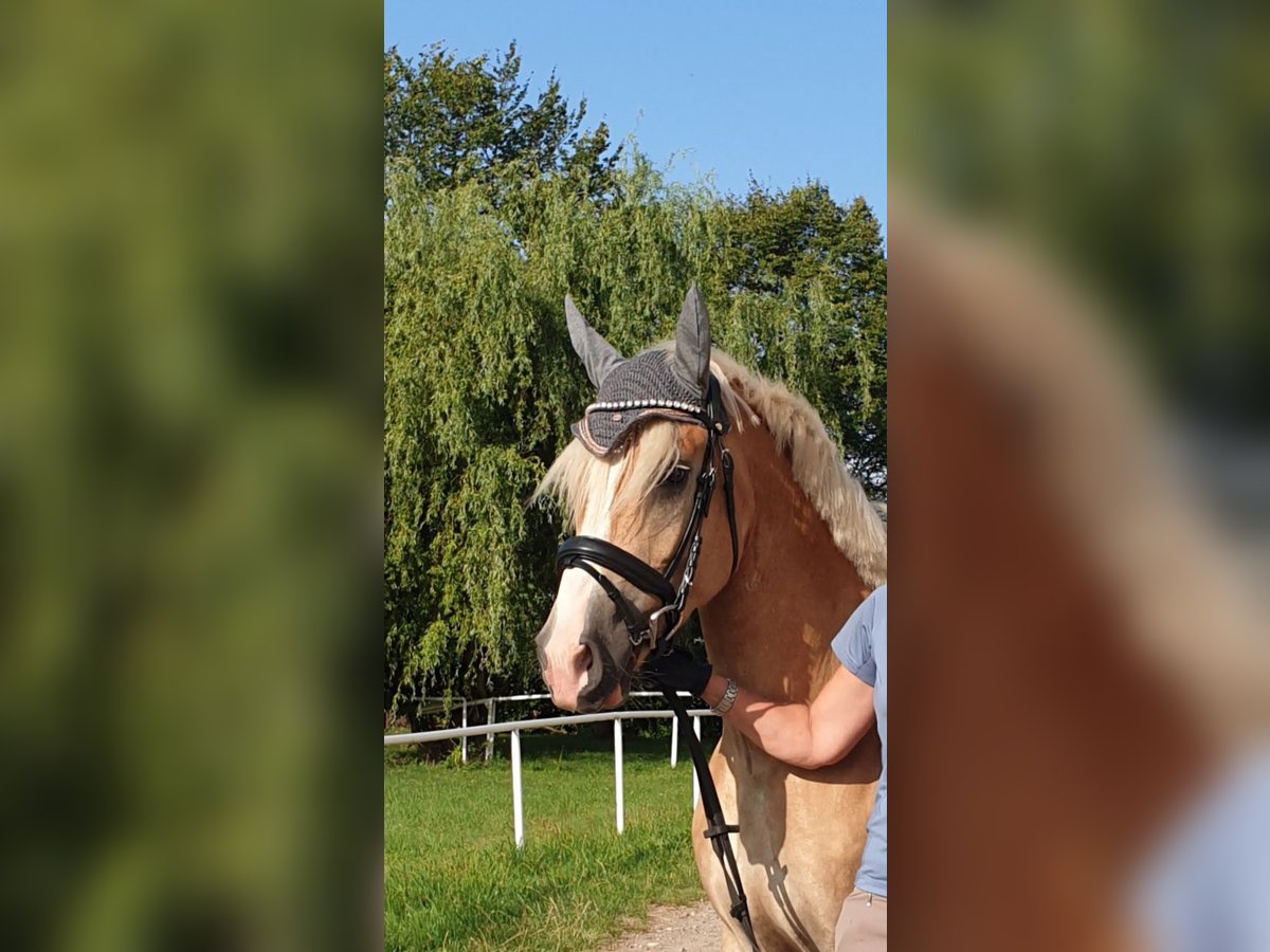 Edelbluthaflinger Wałach 5 lat 149 cm in Mittweida