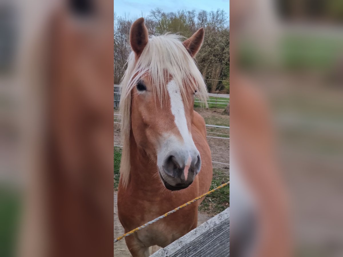 Edelbluthaflinger Wallach 2 Jahre 147 cm in Berg
