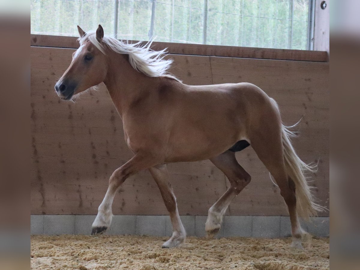 Edelbluthaflinger Wallach 2 Jahre 148 cm Fuchs in Ebermannsdorf
