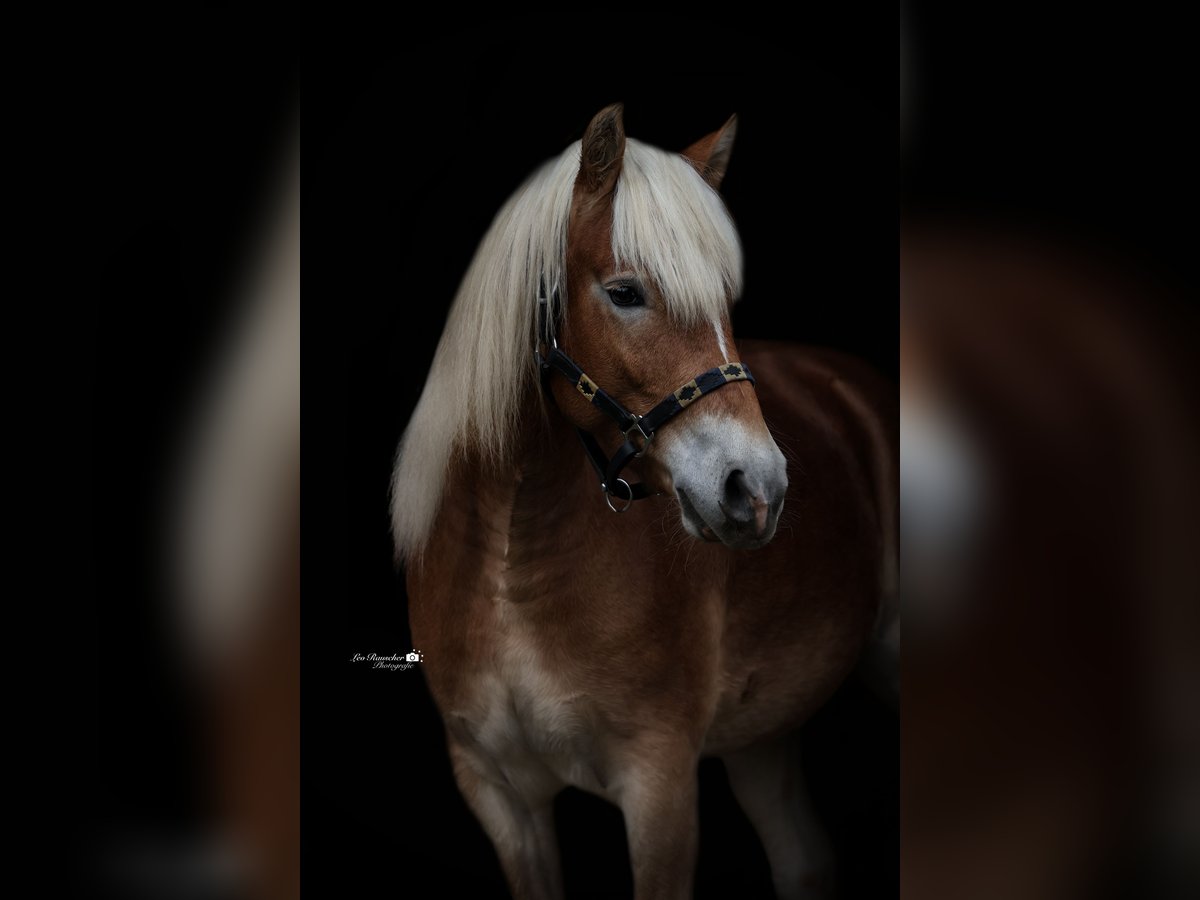 Edelbluthaflinger Wallach 3 Jahre 137 cm Fuchs in Binswangen