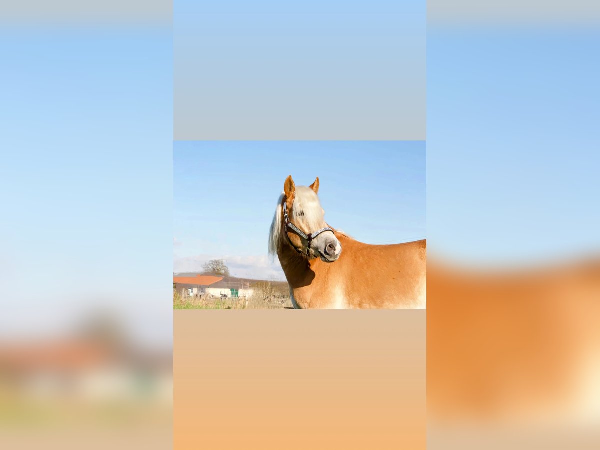 Edelbluthaflinger Wallach 3 Jahre 149 cm Fuchs in Kamen
