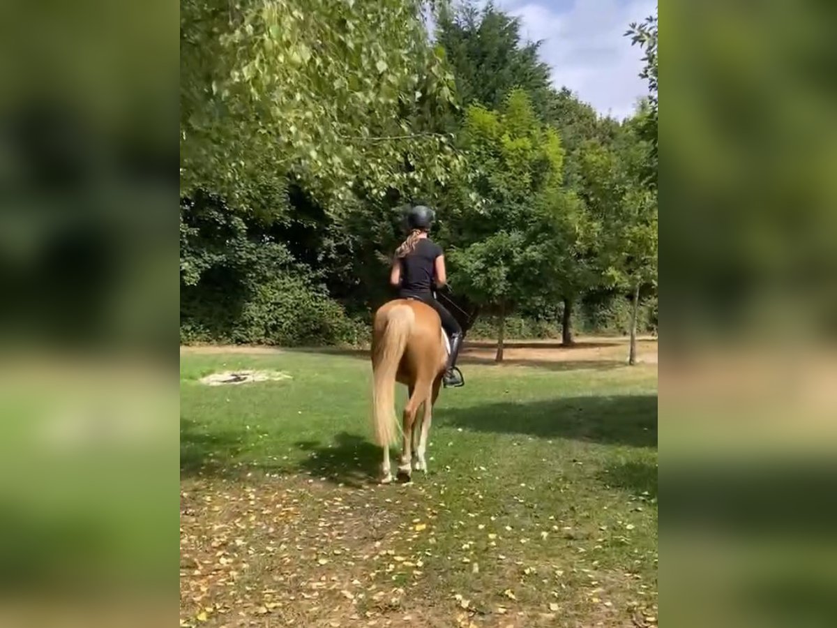 Edelbluthaflinger Wallach 4 Jahre 144 cm Palomino in Viersen