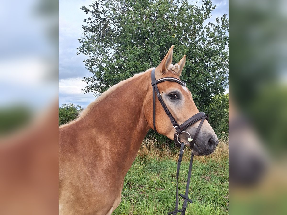Edelbluthaflinger Wallach 4 Jahre 146 cm Fuchs in Schleusingen