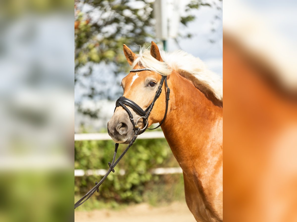 Edelbluthaflinger Wallach 6 Jahre 150 cm Fuchs in Iserlohn