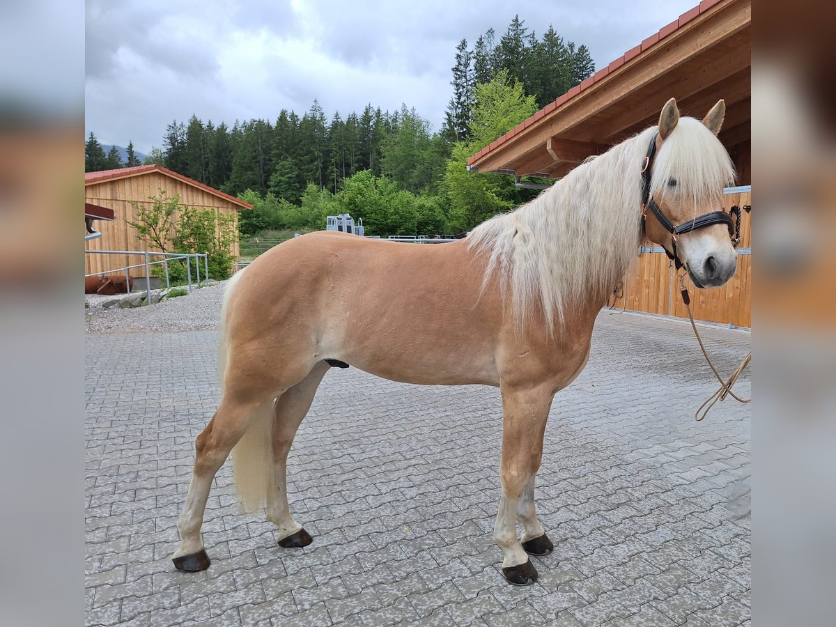 Edelbluthaflinger Wallach 6 Jahre 153 cm Fuchs in Moosrain bei Murnau