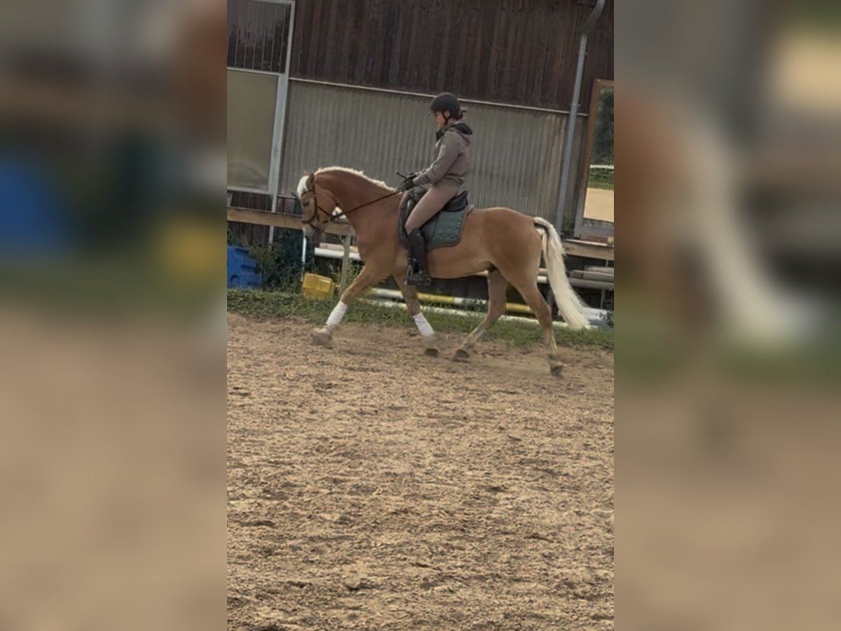 Edelbluthaflinger Wallach 8 Jahre 147 cm Palomino in Garching bei M&#xFC;nchen