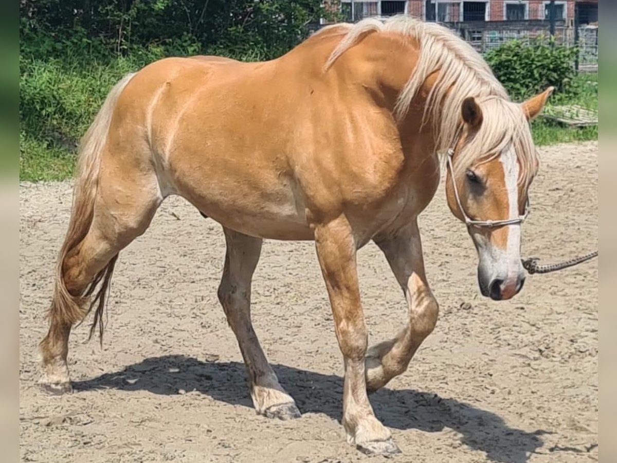 Edelbluthaflinger Wallach 8 Jahre 148 cm Fuchs in Rechtsupweg