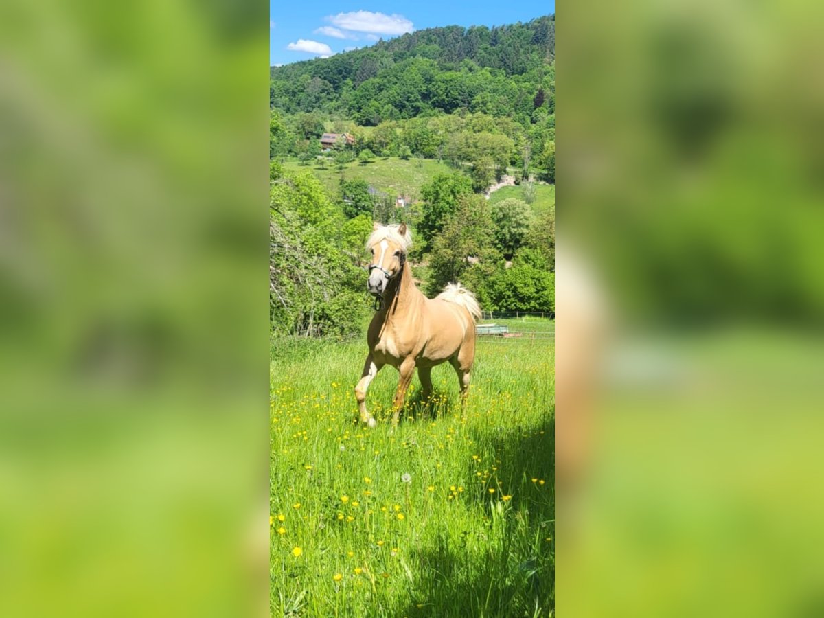 Edelbluthaflinger Yegua 4 años 147 cm Palomino in Rudersberg
