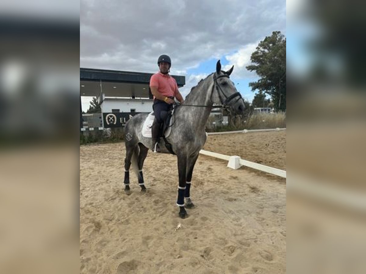 Lusitanos Semental 5 años Tordo in Badajoz