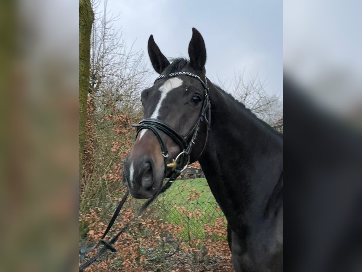 Westphalian Gelding 5 years 16,1 hh Bay-Dark in Senden