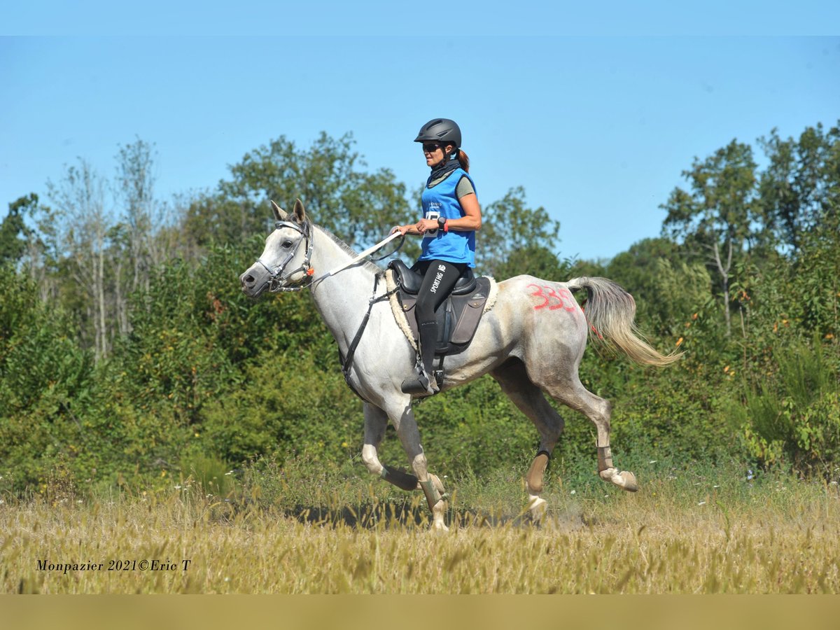 Egipski koń arabski Klacz 11 lat 154 cm Siwa w hreczce in hauteroche Egipski koń arabski Klacz 11 lat 154 cm Siwa w hreczce in hauteroche