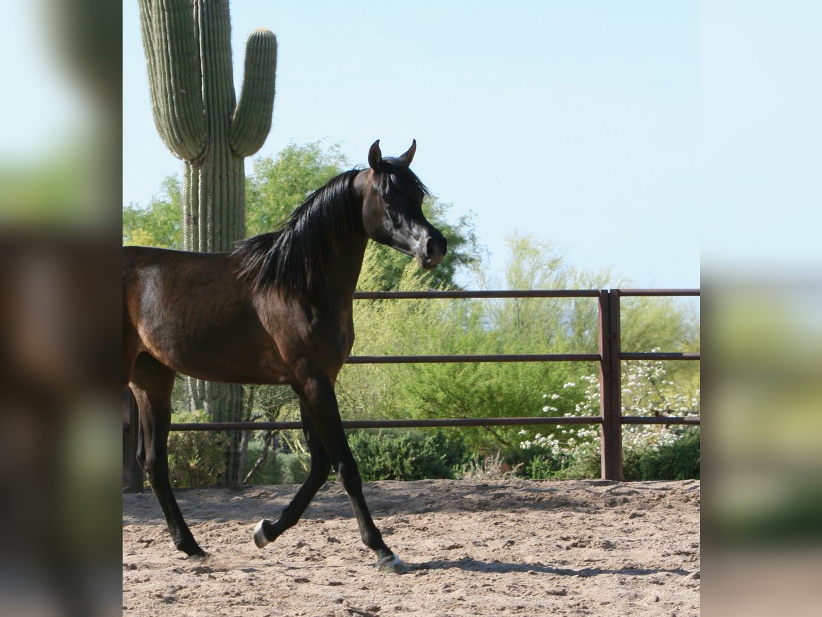 Egipski koń arabski Klacz 3 lat 152 cm Kara in Scottsdale, Arizona