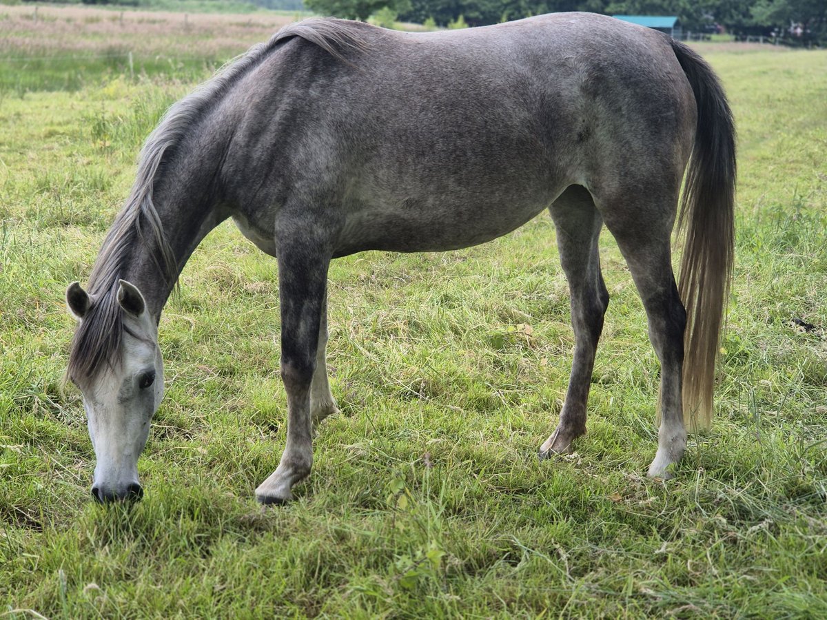 Egipski koń arabski Klacz 4 lat 152 cm Siwa in Engelschoff