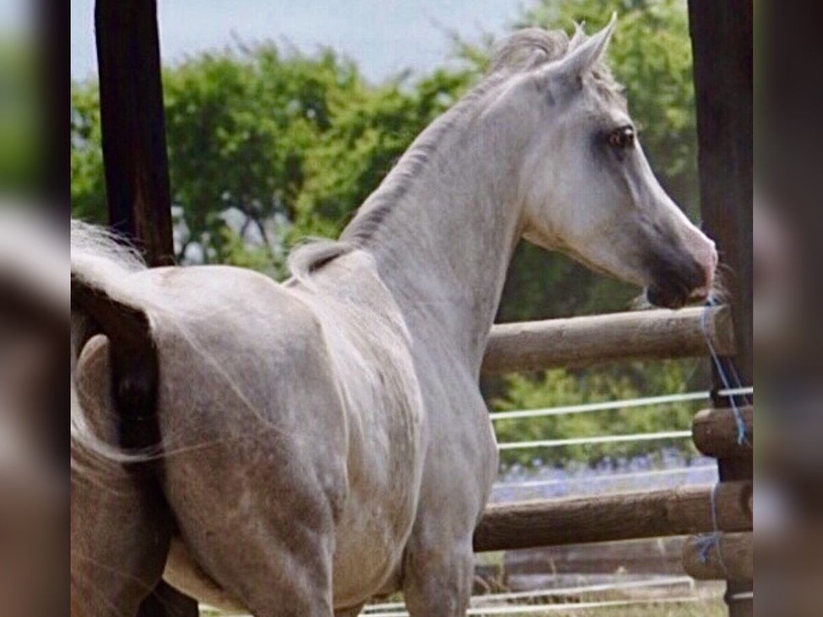 Egipski koń arabski Klacz 7 lat 150 cm Siwa in Wittingen