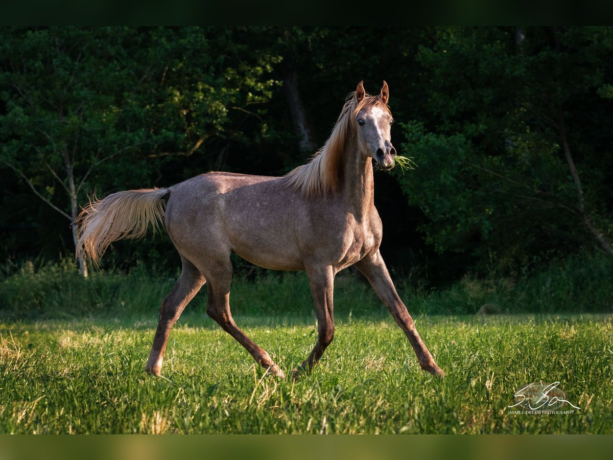 Egipski koń arabski Ogier 2 lat 157 cm Siwa in Biesdorf