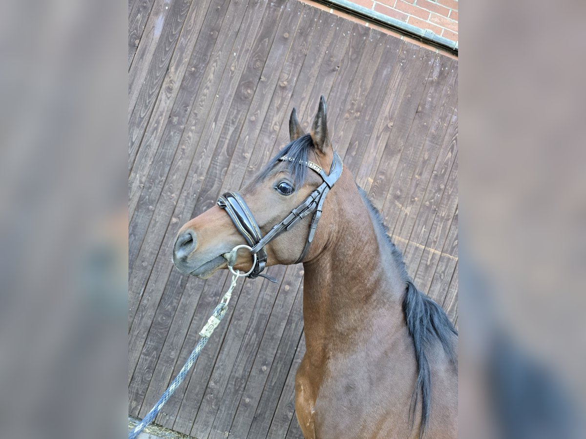 Egipski koń arabski Ogier 3 lat 141 cm Gniada in Warmsen