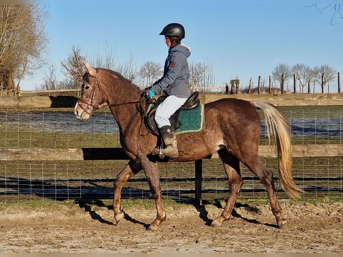 Egipski koń arabski Ogier 3 lat 158 cm Siwa w hreczce in Willebringen