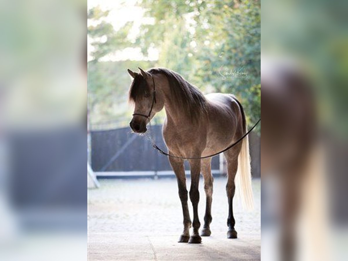Egipski koń arabski Ogier Siwa in BlankenhainNiedersynderstedt
