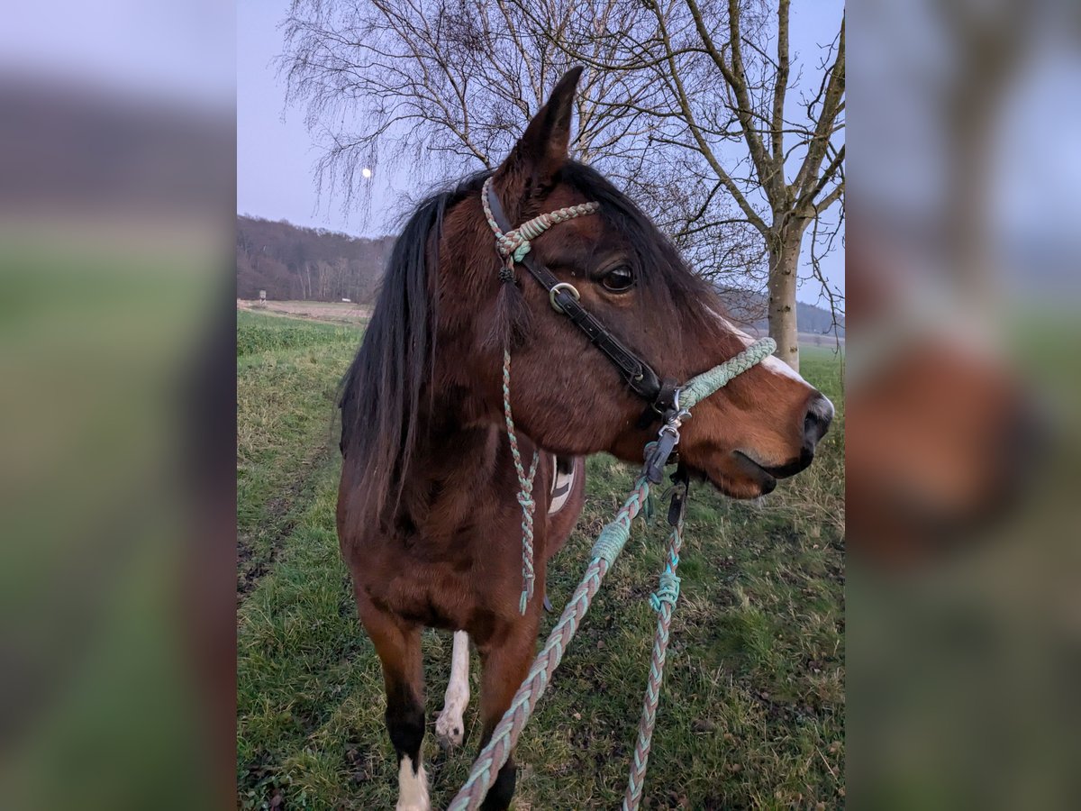 Egipski koń arabski Wałach 10 lat 146 cm Gniada in Coppenbr&#xFC;gge