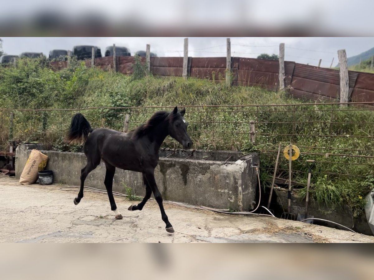 Egyptische Arabier Hengst 1 Jaar Zwart in El berrón, Valle de Mena