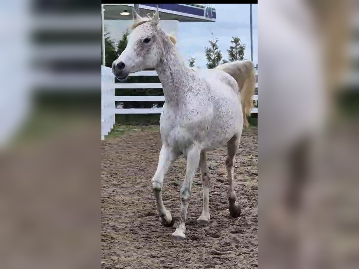 Egyptische Arabier Merrie 10 Jaar 154 cm Schimmel in Witzwort