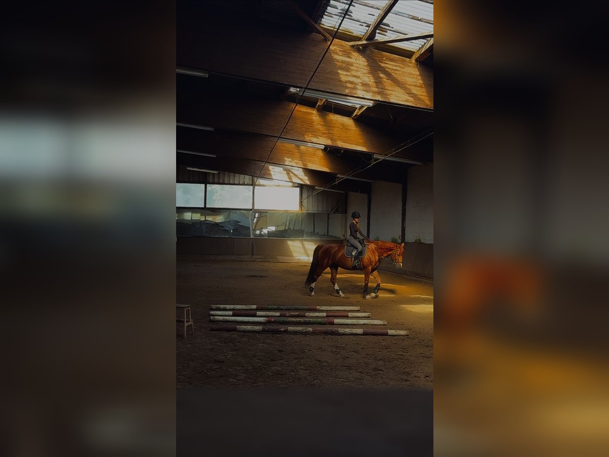 Ehrgeizige Reiterin sucht Reitbeteiligung  Ehrgeizige Reiterin sucht Reitbeteiligung