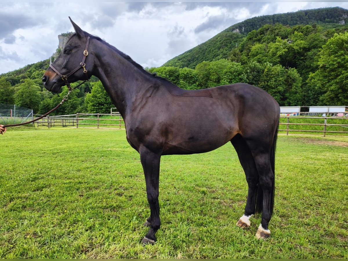 Einsiedler Castrone 12 Anni 168 cm Baio scuro in Frauenfeld